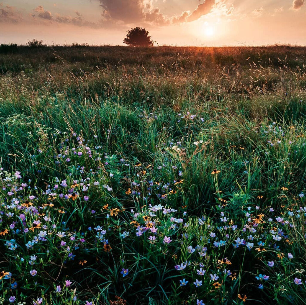 Wiese im Abendrot